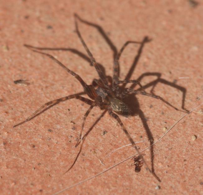 Tetragnathidae?  No, Agelenidae: Tegenaria sp.  - Vignanello (VT)